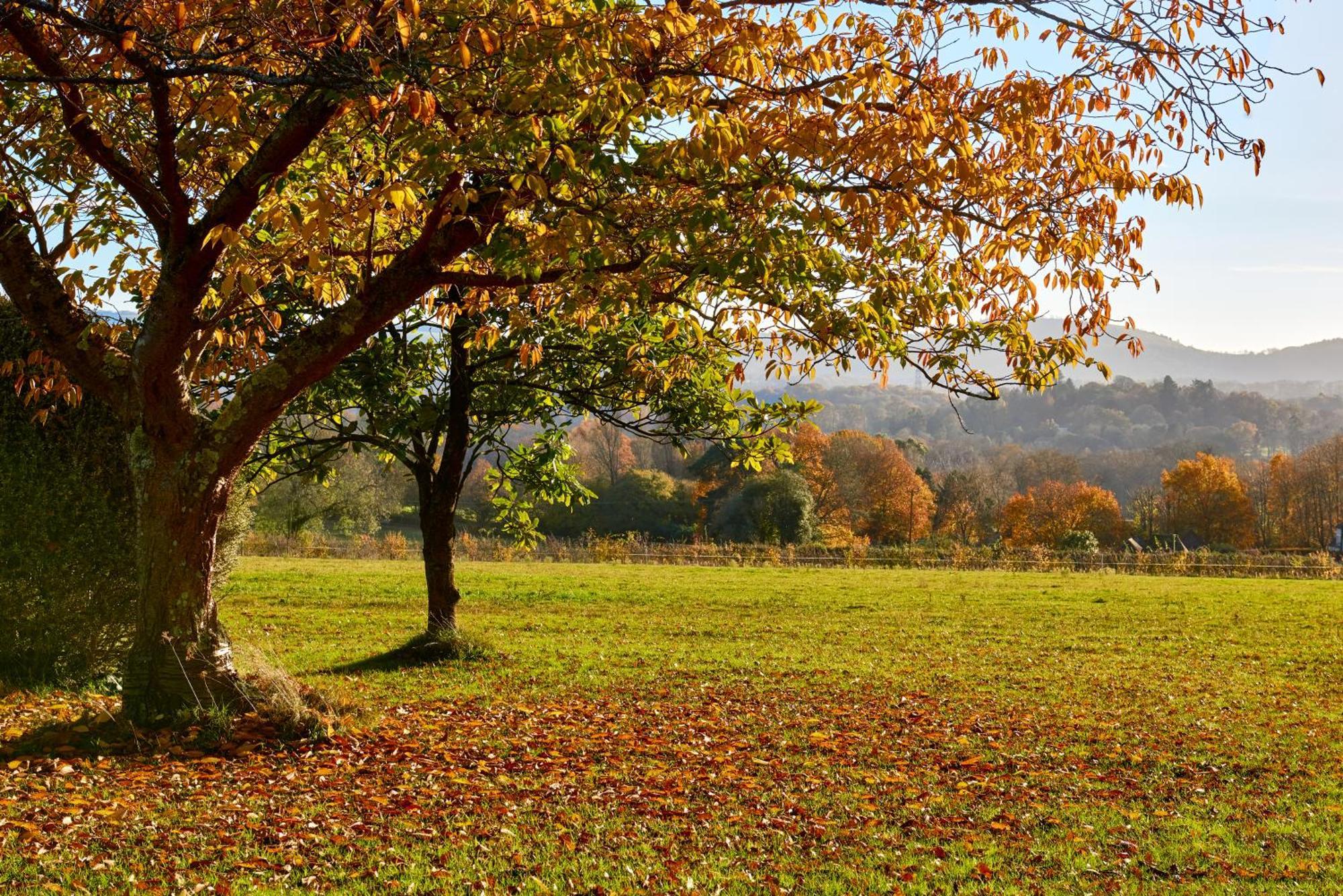 Stunning Cabin With Incredible Views Near Goodwood Rogate ภายนอก รูปภาพ